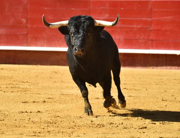 Fierce Bull Spain Running Bullring — Stock Photo, Image