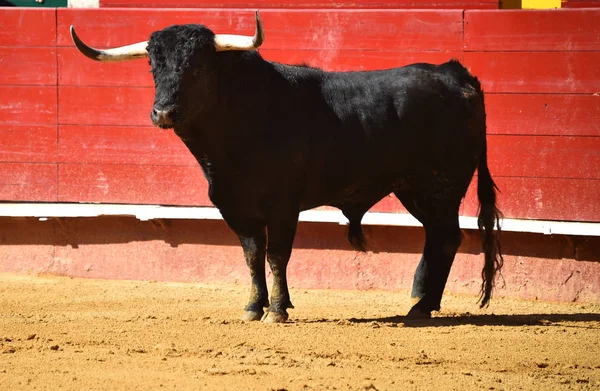 Fierce Bull Spain Running Bullring — Stock Photo, Image