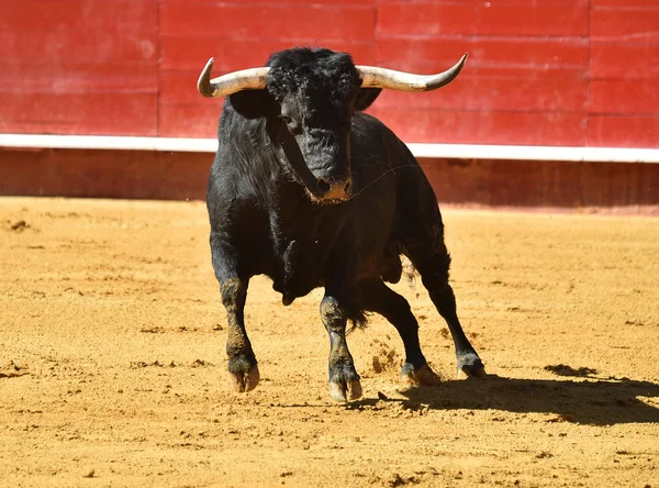 Fierce Bull Spain Running Bullring — Stock Photo, Image