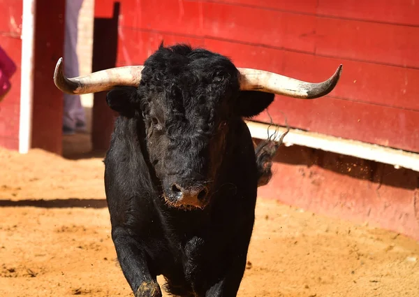 Touro Feroz Espanha Correndo Touros — Fotografia de Stock