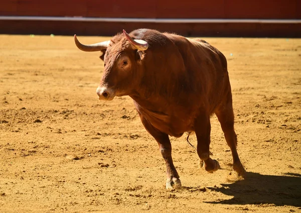 Banteng Sengit Dalam Spain Berjalan Dalam Arena Adu Banteng — Stok Foto