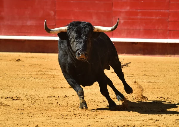 Запекла Бичка Іспанії Біжить Бику — стокове фото