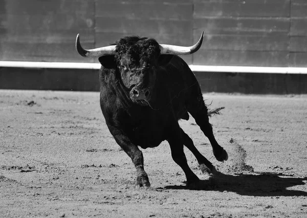 Vahşi Bull Arena Içinde Çalışan Spanya — Stok fotoğraf
