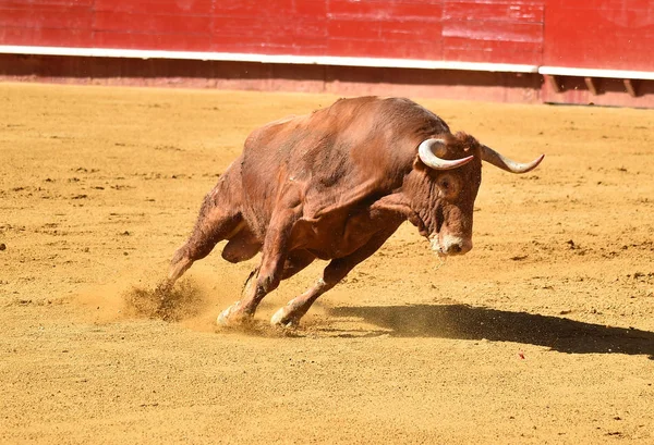 Feroce Toro Spagna Correre Bullring — Foto Stock