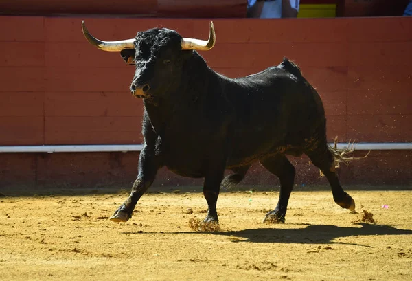 fierce bull in spain running in bullring