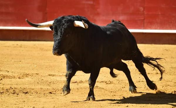 Woeste Stier Spanje Uitgevoerd Arena — Stockfoto