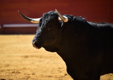 İspanya şiddetli boğa