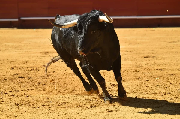 Άγριο Ταύρο Στην Ισπανία — Φωτογραφία Αρχείου