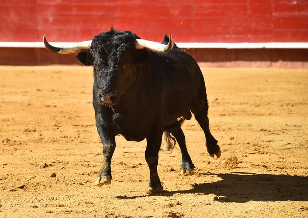 Fierce Bull Spain — Stock Photo, Image