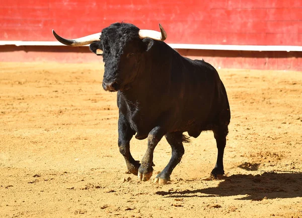 Woeste Stier Spanje — Stockfoto