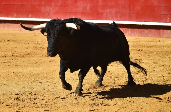 Woeste Stier Spanje — Stockfoto