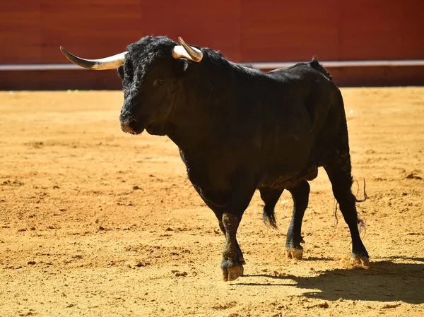 Wilder Bulle Spanien — Stockfoto