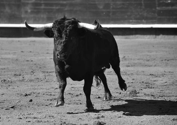 Divoký Býk Španělsku — Stock fotografie