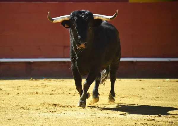 Touro Feroz Espanha — Fotografia de Stock