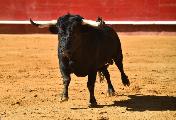 Toro Feroz España — Foto de Stock
