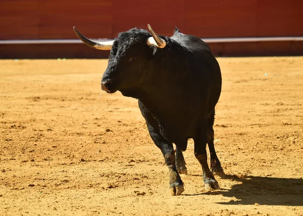 Touro Feroz Espanha — Fotografia de Stock