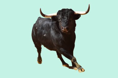 İspanya şiddetli boğa