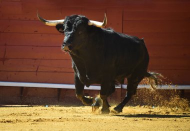 İspanya şiddetli boğa