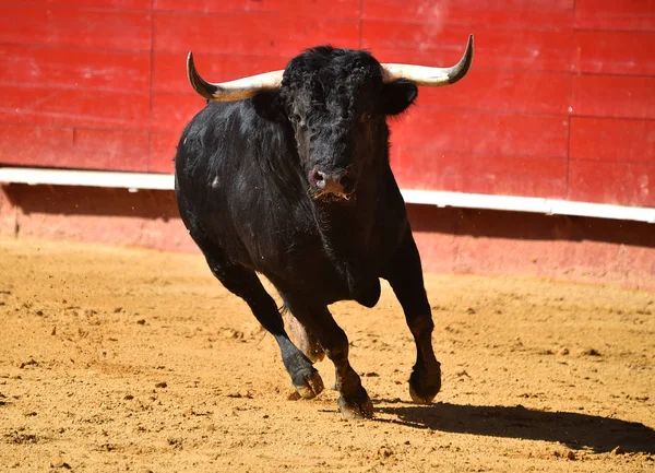 Toro Feroz España — Foto de Stock