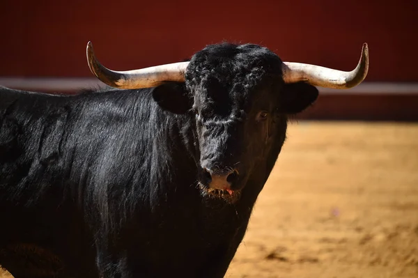 Taureau Féroce Espagne — Photo