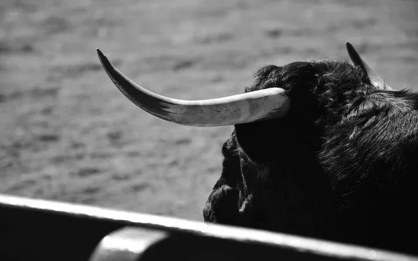 Fierce Bull Spain — Stock Photo, Image