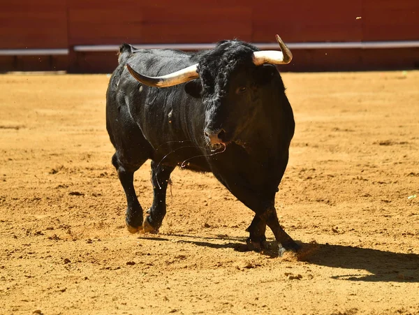 Touro Feroz Espanha — Fotografia de Stock