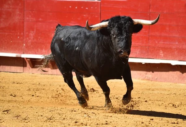 Touro Feroz Espanha — Fotografia de Stock