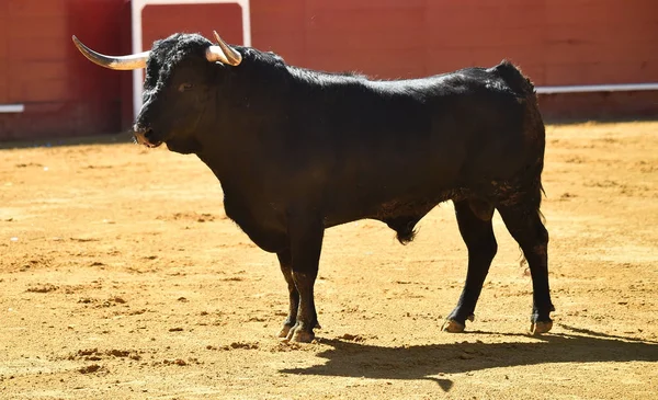 Hård Tjur Spanien — Stockfoto