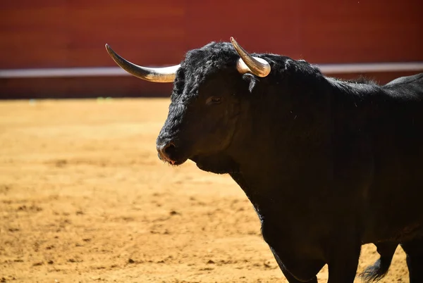 Hård Tjur Spanien — Stockfoto
