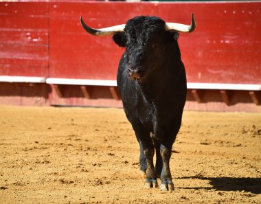 İspanyol bullring Avrupa boğa runniung