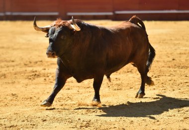İspanyol bullring Avrupa boğa runniung