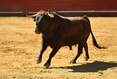 İspanyol bullring Avrupa boğa runniung
