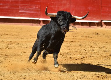 İspanyol bullring Avrupa boğa runniung