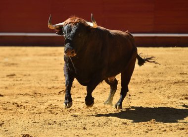 İspanyol bullring Avrupa boğa runniung