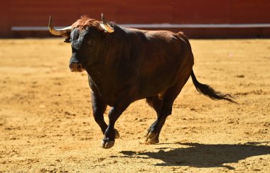 İspanyol bullring Avrupa boğa runniung