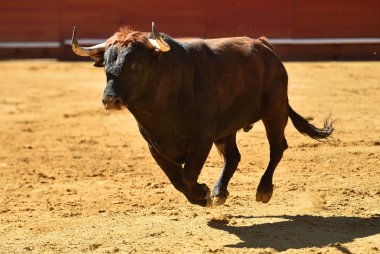 İspanyol bullring Avrupa boğa runniung