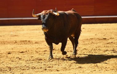 İspanyol bullring Avrupa boğa runniung