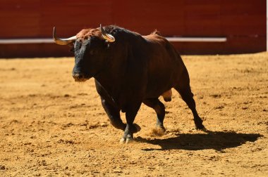 İspanyol bullring Avrupa boğa runniung