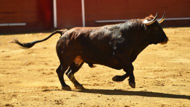 İspanyol bullring Avrupa boğa runniung