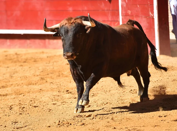 Toro Europeo Runniung Plaza Toros Española — Foto de Stock