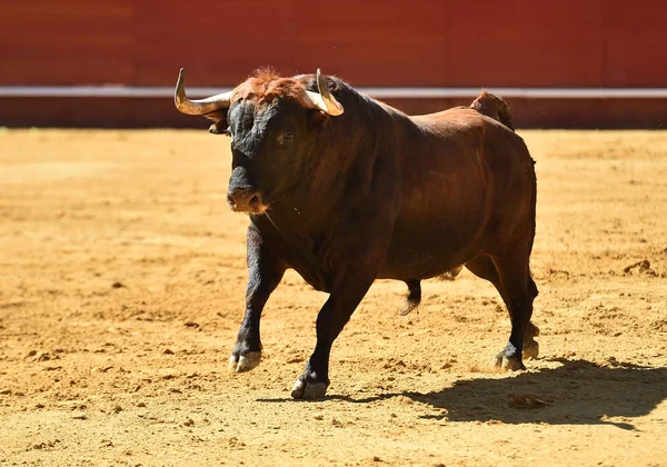 Spanyol Bullring Avrupa Boğa Runniung — Stok fotoğraf