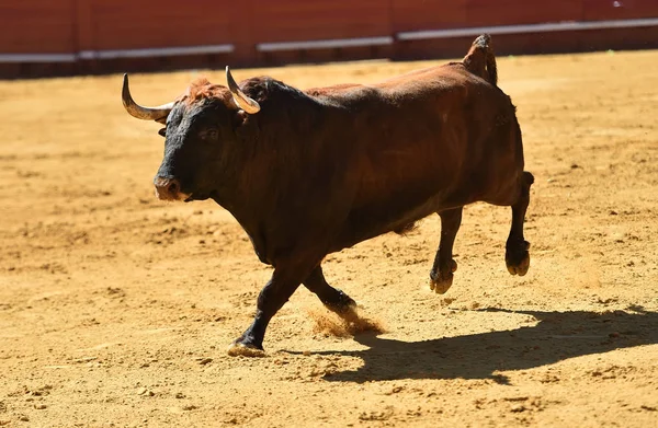 Spanyol Bullring Avrupa Boğa Runniung — Stok fotoğraf