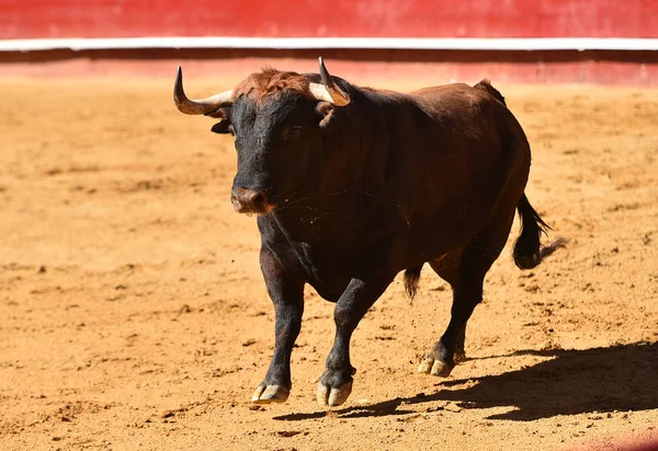 Spanyol Bullring Avrupa Boğa Runniung — Stok fotoğraf