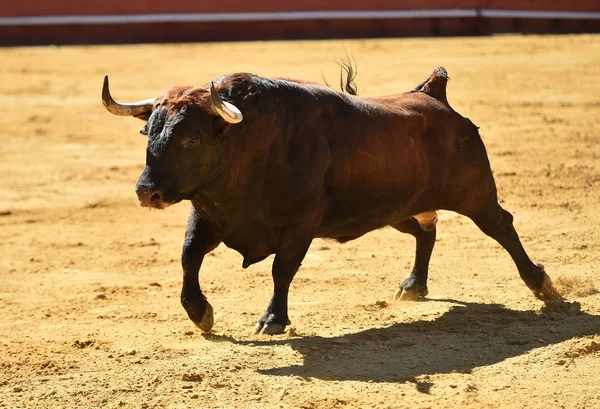 Runniung Evropské Býk Španělské Býčí Zápasy — Stock fotografie