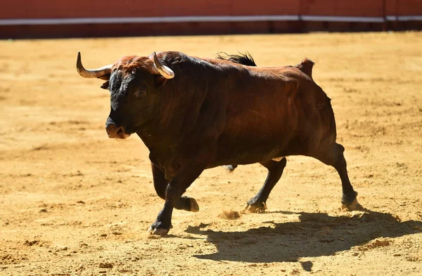 Europeo Toro Runniung Spagnolo Bullring — Foto Stock