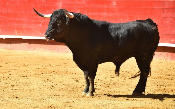 Runniung Ευρωπαϊκό Bull Στην Ισπανική Αρένα Ταυρομαχιών — Φωτογραφία Αρχείου