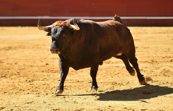 Europese Bull Runniung Spaanse Arena — Stockfoto