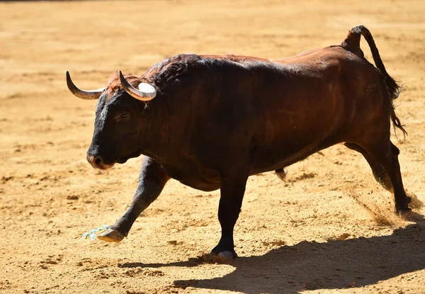 Runniung Evropské Býk Španělské Býčí Zápasy — Stock fotografie