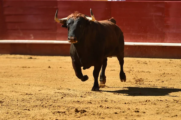 Europeu Touro Runniung Espanhol Bullring — Fotografia de Stock