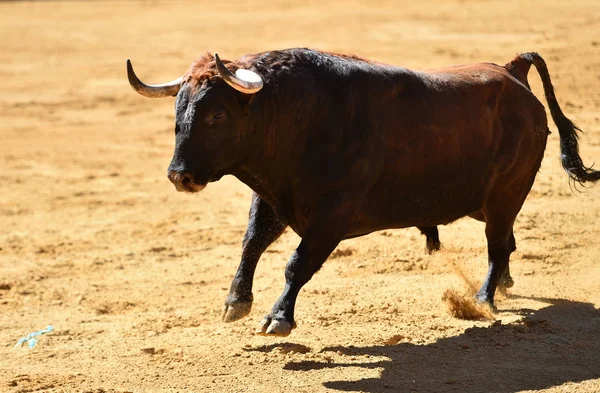 Europäischer Stier Läuft Spanischer Stierkampfarena — Stockfoto